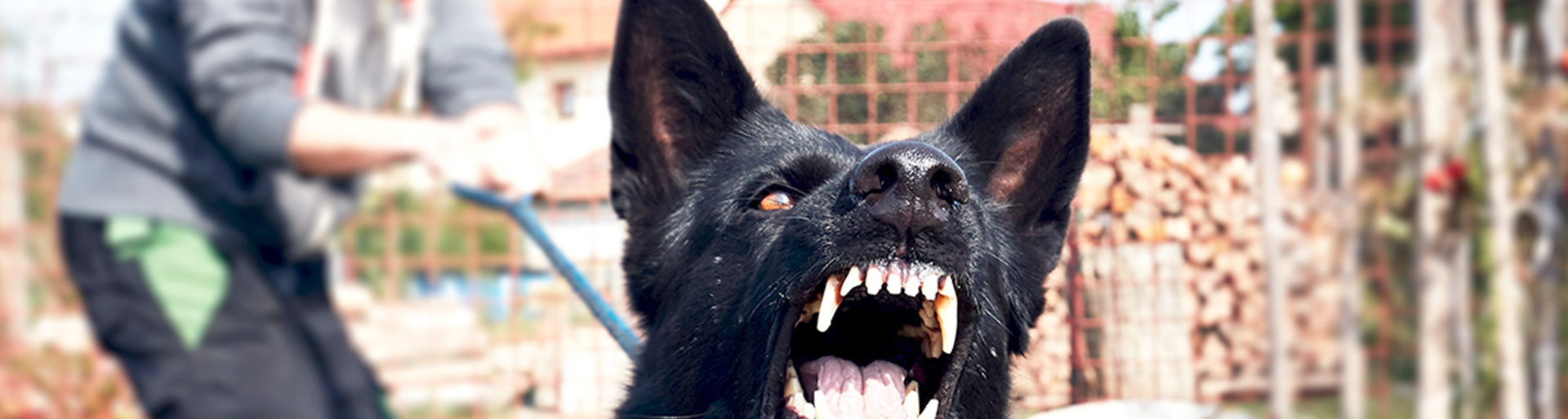 Dog Bites